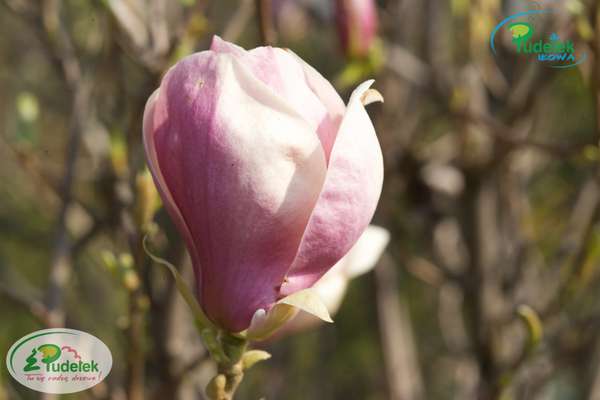 Magnolia Verbanica